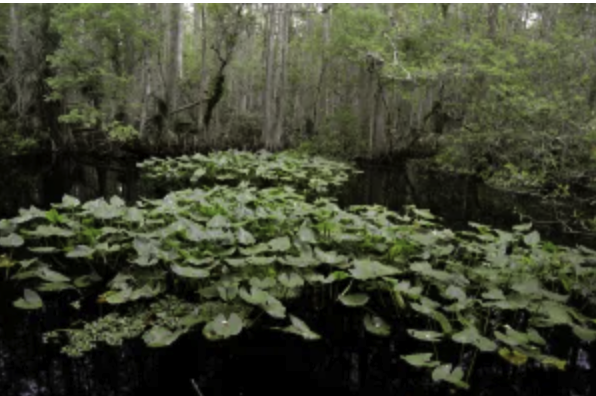 Highlands Hammock State Park