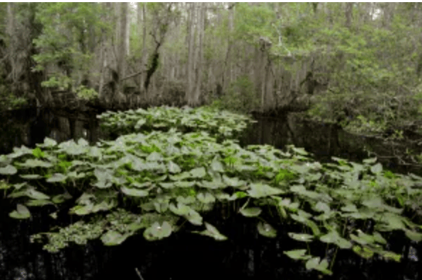 Highlands Hammock State Park
