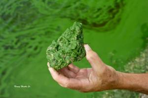 11154683_10206886553381882_4428517736101539168_o