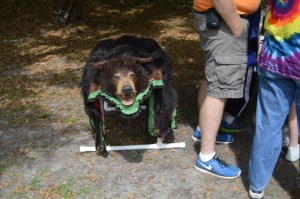 dead bear 
