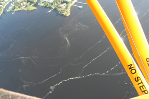 St Lucie River middle estuary, February 2015.