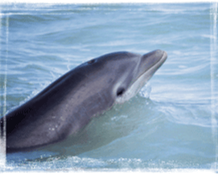 Dolphin Ecology Project: Let’s help our Southern IRL Dolphin&nbsp;Family