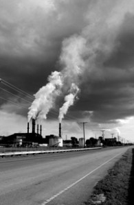 Belle_Glade_plant_gallery