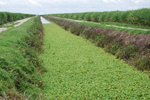 Sugar cane in Belle Glade