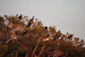 birds at bird island Jan 2011