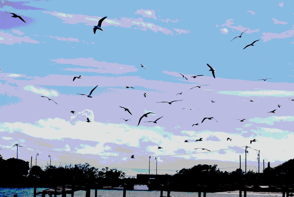 Writing 101: Indian RIver Lagoon&nbsp;Birds