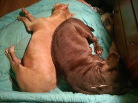 Da Dogz Blogz! ( Don’t tell the cat.) Chesed&nbsp;Rescue