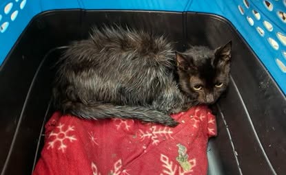 Photo by the Humane Society of the Treasure Coast