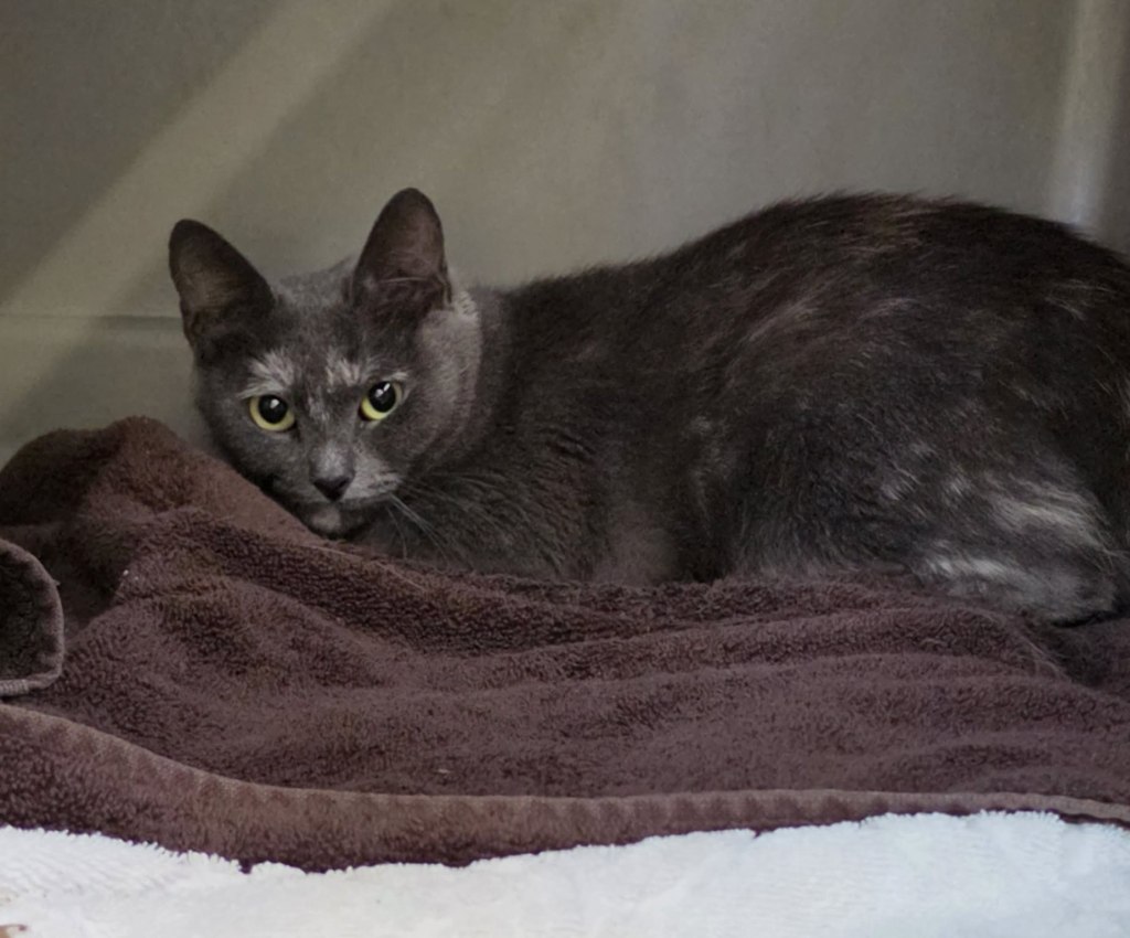Photo by the Humane Society of the Treasure Coast