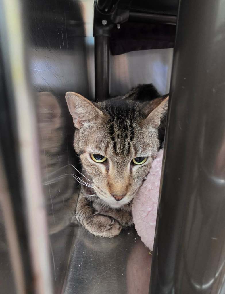 Photo by the Humane Society of the Treasure Coast