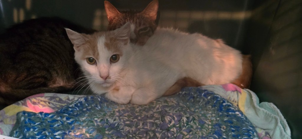 Photo by the Humane Society of the Treasure Coast